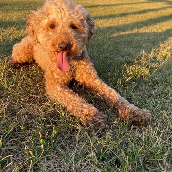 Toy poodle rehome