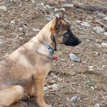 Belgian shepherd malinois 