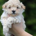 Beautiful Havanese &amp; King Charles Puppies -2