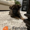 German shepherd puppies forsale-4