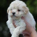 Beautiful Havanese &amp; King Charles Puppies -5