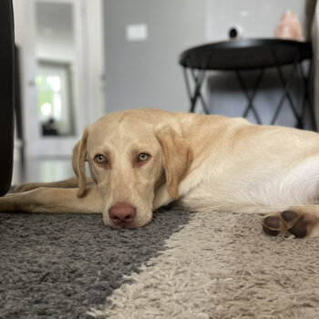 Yellow lab pure breed 