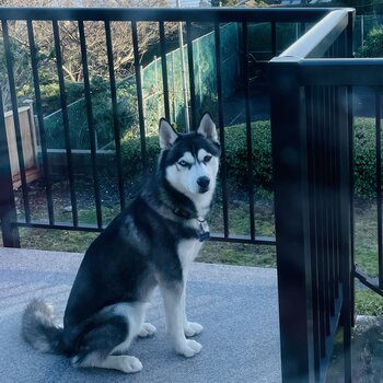 Beautiful kind Siberian Husky 