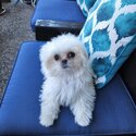 Teacup maltese 