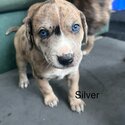  Catahoula Leopard Hound Puppies-2