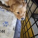 Golden retriever puppies-3