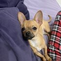 Chihuahua for adoption -0