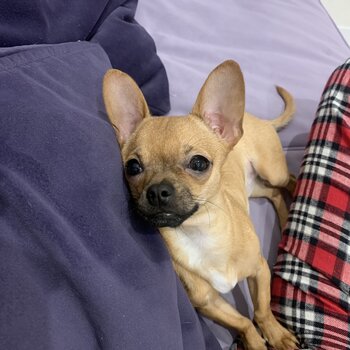 Chihuahua for adoption 