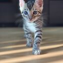 Bengal kittens for sale -1