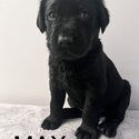 Beautiful Black Lab Puppies-4