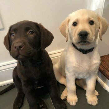 Labrador Retriever Puppies