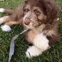 Sellling my 12 week old Aussiedoodle -3