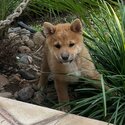 Shiba Inu male puppy -2