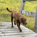 Chesapeake Bay Retriever for sale -2