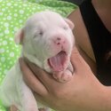 American Bully puppy for sale-3