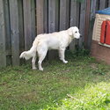 Young Golden retriever Male -3