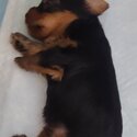 Yorkshire Terriers Puppies-4