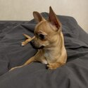 Chihuahua for adoption -2