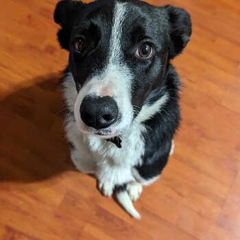 Loving border collie looking for a farm