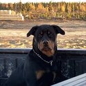 I am selling my Rottweiler rocky, he is very gentle, energetic and great with kids also neutered -2