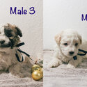 Poochon Shihtzu Cross Puppies-2