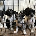 German Short Haired Pointer Cross Puppies-2