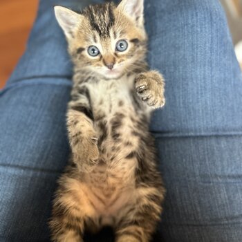 RARE  MALE CALICO KITTEN!!! Extremely rare!