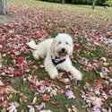 Mini Goldendoodle-1