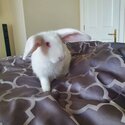 White flemish giant female-4