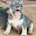 Puppies french bulldog -5