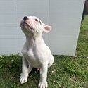 Puppy for Sale-0