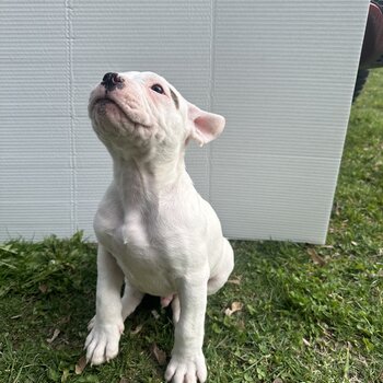 Puppy for Sale