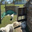 Great Pyrenees/Maremma-1