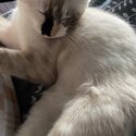 Siamese/Ragdoll-2