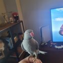 11 months old gray Indian Ringneck for sale -2