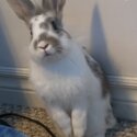 Bunny for rehoming -2