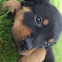 Rottweiler puppies-3