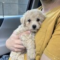 Toronto- Bichon Frise x Toy Poodle (Bichpoo) Trained Puppy Available-2