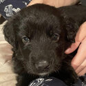 Puppies!!! Black-Lab German-Shepherd Golden-Retriever Mix (REGINA SK) -4