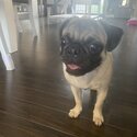 8 month female pug-0