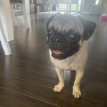 8 month female pug