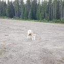 Alaskan malamute -2