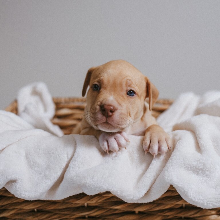 American Pocket Bullies 