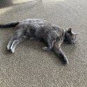 FEMALE ADULT CAT FOR REHOMING-3