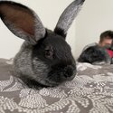 Pedigreed Rabbits for Sale-3