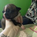 Boxer Puppies Looking For a Family To Love-2