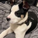 Female Boston terrier x rat terrier -2