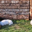 Great Pyrenees/Maremma-5