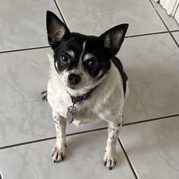 Chihuahua Papillon cross