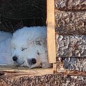 Great Pyrenees/Maremma-3